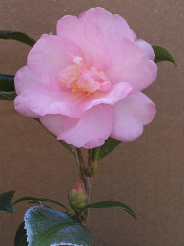 Camellia x 'Winter's Interlude'