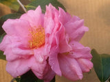 Camellia x 'Winter's Joy'