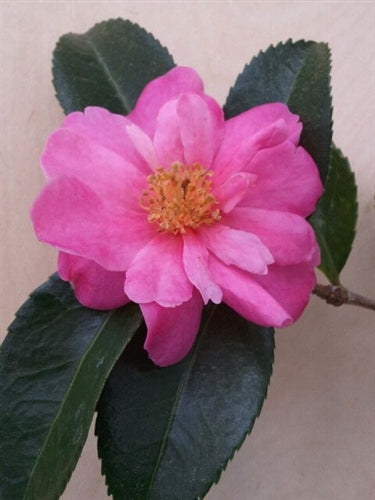 Camellia x 'Winter's Joy'