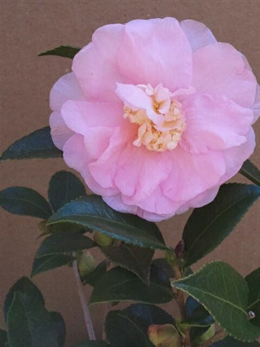 Camellia x 'Winter's Peony'