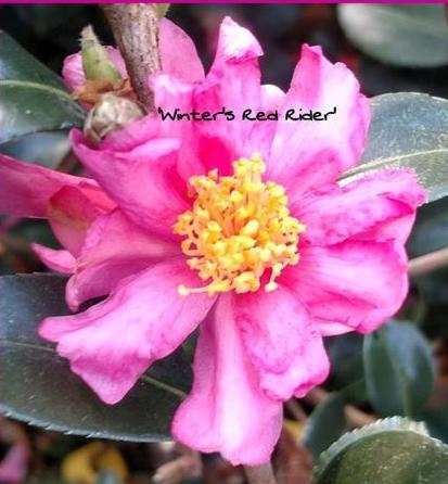 Camellia x 'Winter's Red Rider'