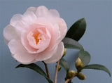 Camellia x 'Winter's Rose'