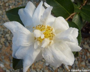 Camellia x 'Winter's Snowman'