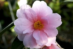 Camellia x 'Winter's Toughie'