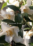 Camellia x 'Wirlinga Bride'