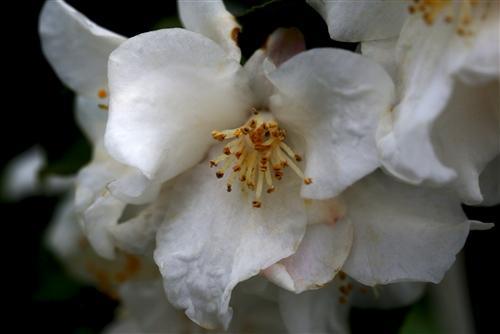 Camellia x 'Wirlinga Bride'