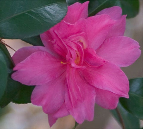 Camellia sasanqua 'William Lanier Hunt' at Camellia Forest Nursery