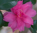 Camellia sasanqua 'William Lanier Hunt' at Camellia Forest Nursery