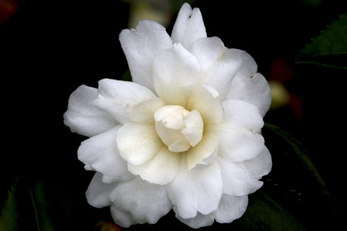 Camellia x 'Winter's Waterlily'