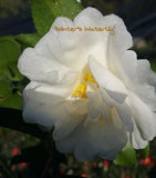 Camellia x 'Winter's Waterlily'