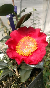 Camellia japonica 'Yamato Nishiki' at Camellia Forest Nursery
