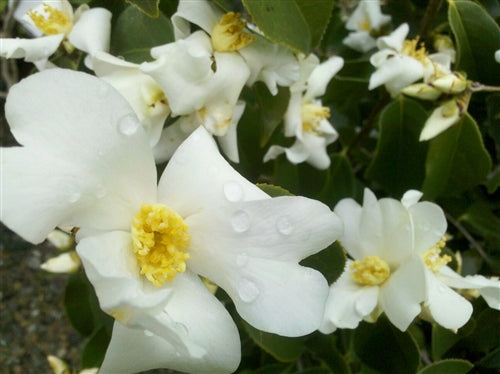 Camellia yuhsienensis