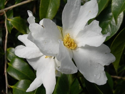 Camellia yuhsienensis