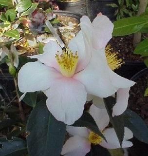 Camellia x 'Yume'