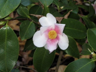 Camellia x 'Yume'