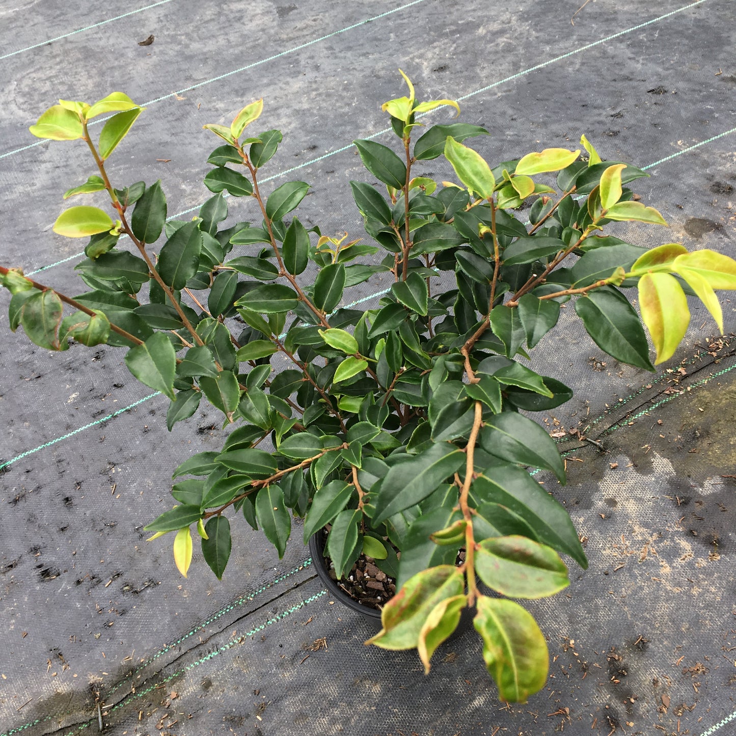 Camellia forrestii