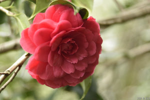 Camellia japonica 'C. M. Hovey'