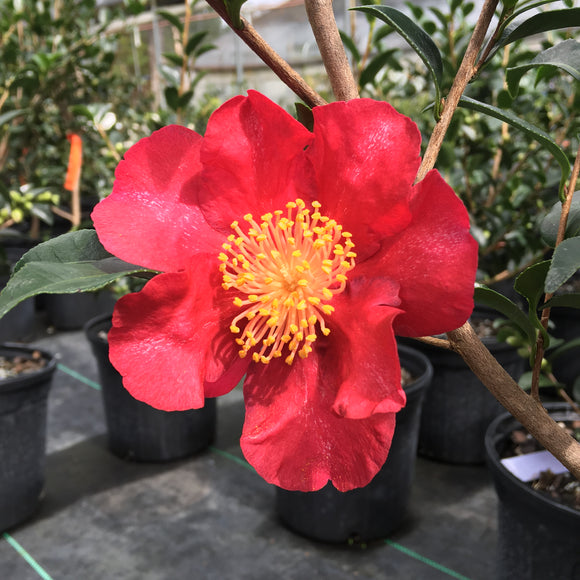 Camellia sasanqua October Magic® Crimson N' Clover™