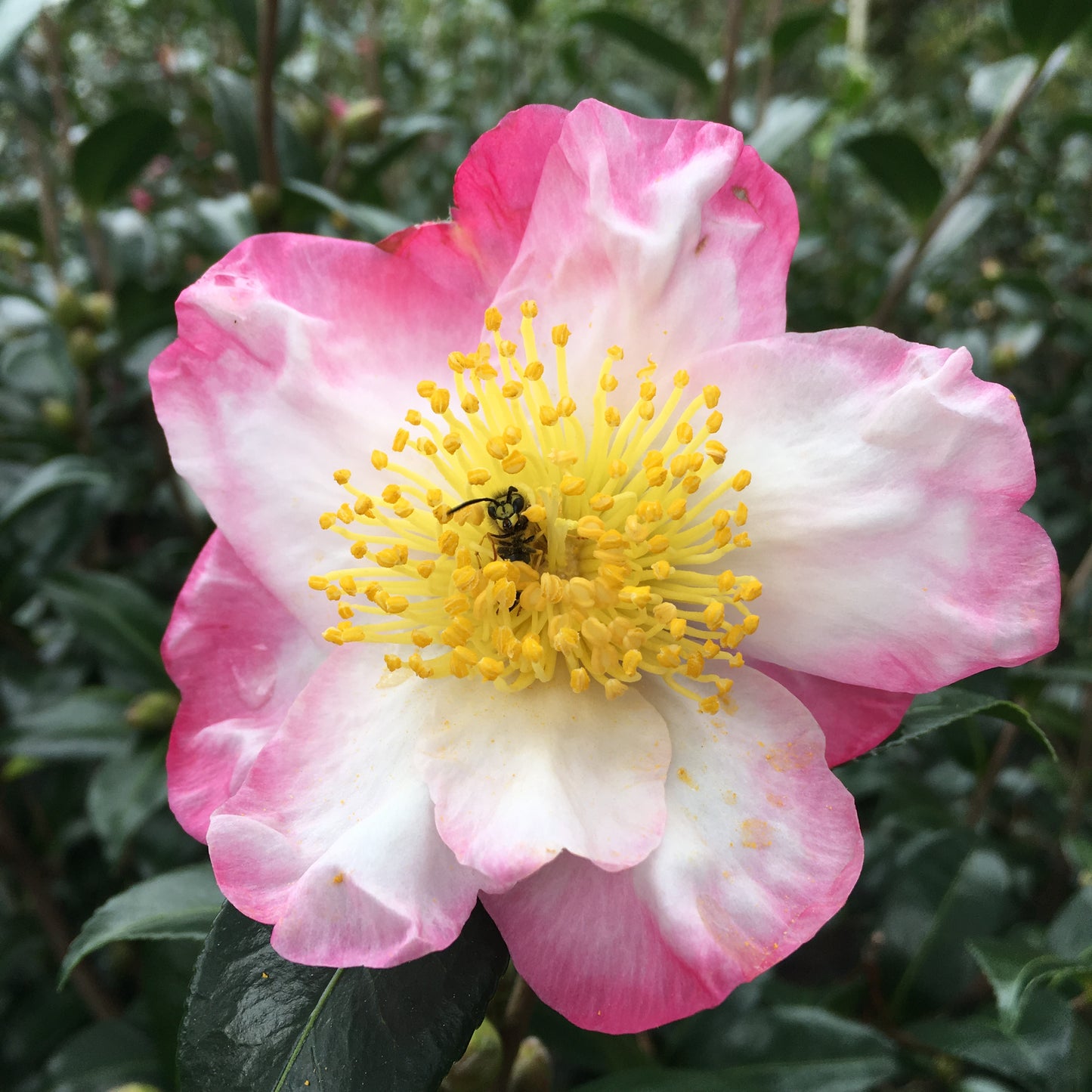 Camellia sasanqua 'Hana Jiman'