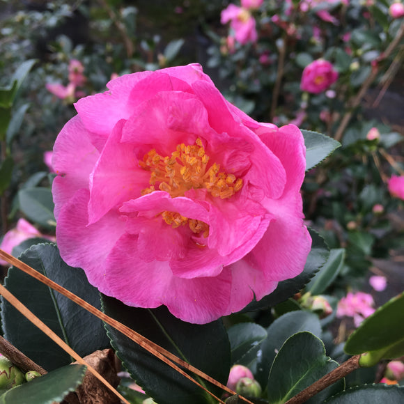 Camellia sasanqua 'Stephanie Golden'