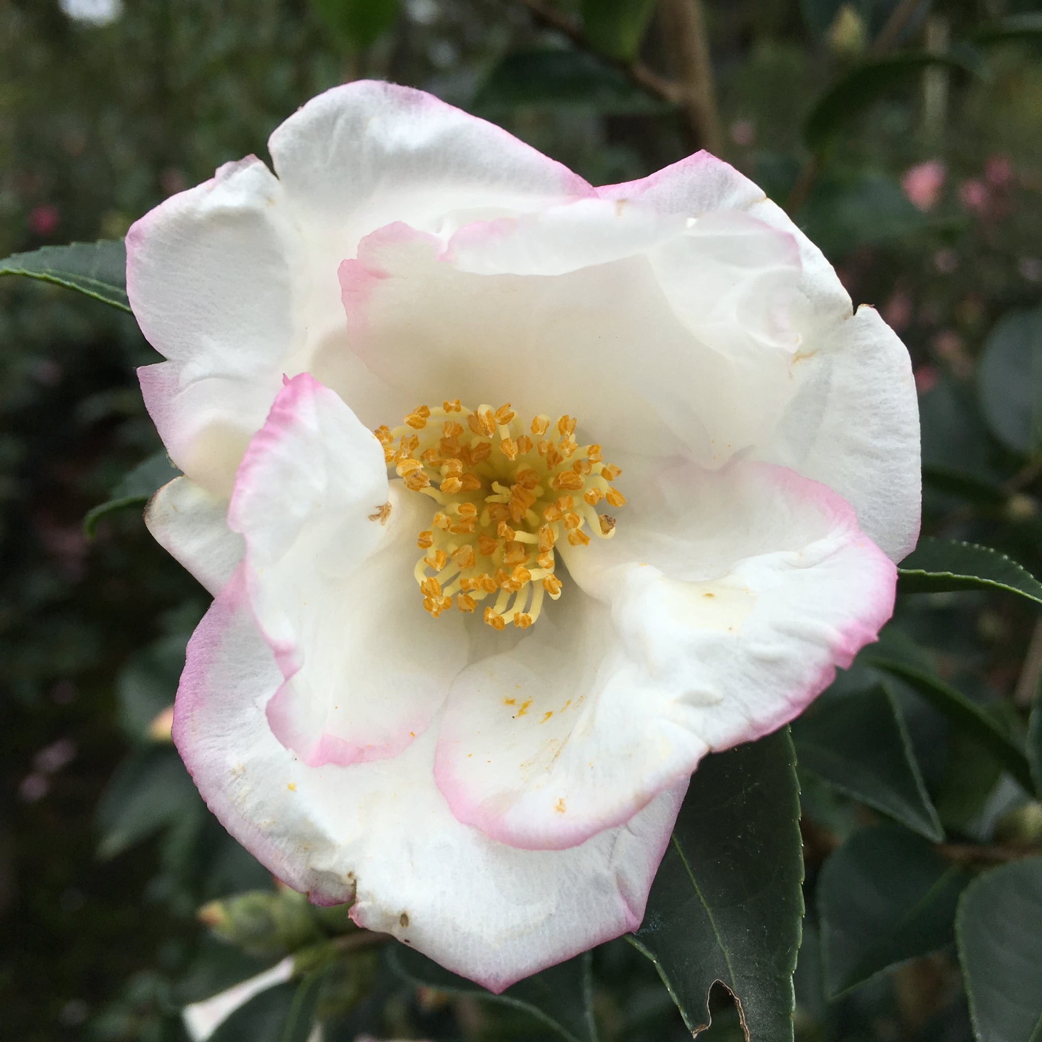 Yoi Machi - Cam Too Camellia Nursery