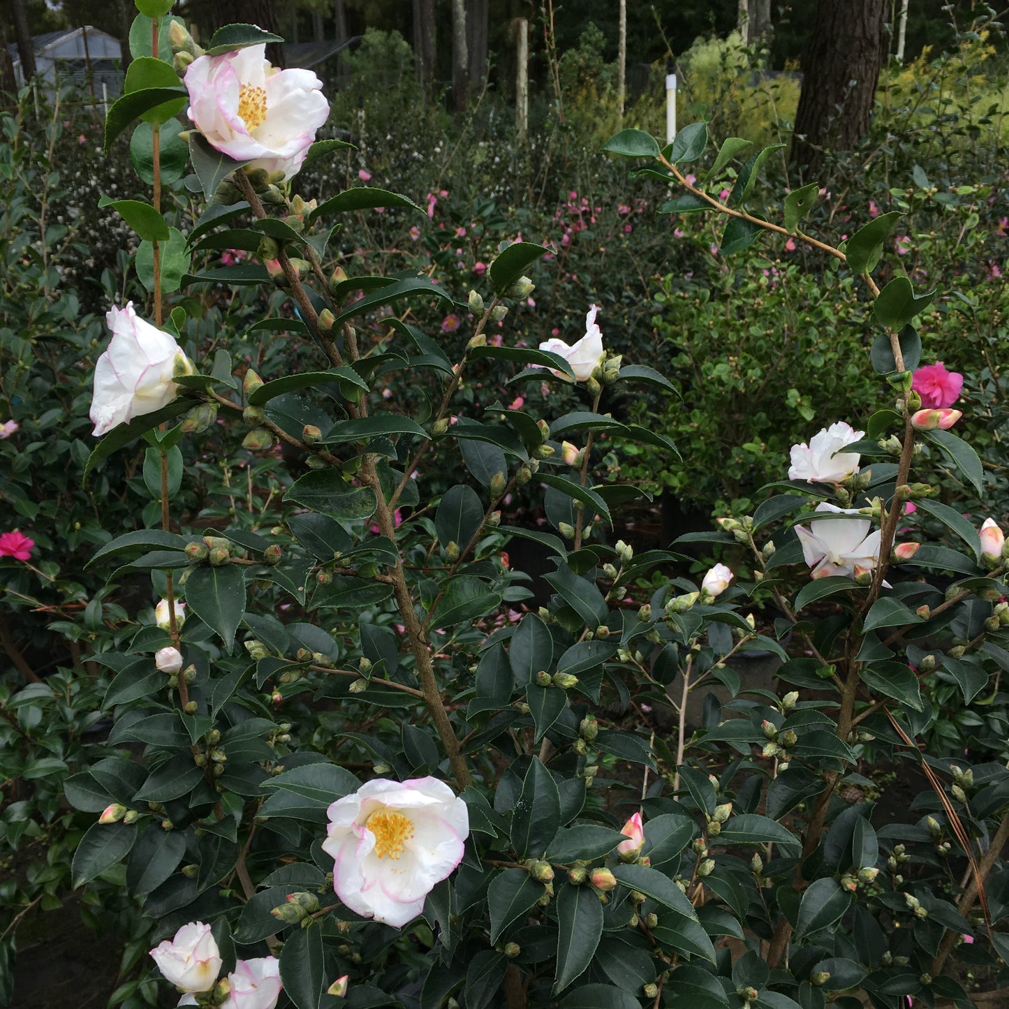 Camellia x 'Yoimachi'