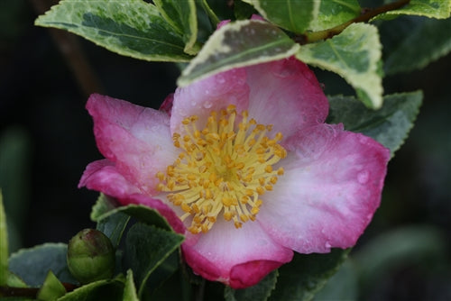 Camellia sasanqua 'Ginba' at Camellia Forest Nursery