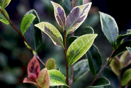 Camellia sasanqua 'Ginba' at Camellia Forest Nursery