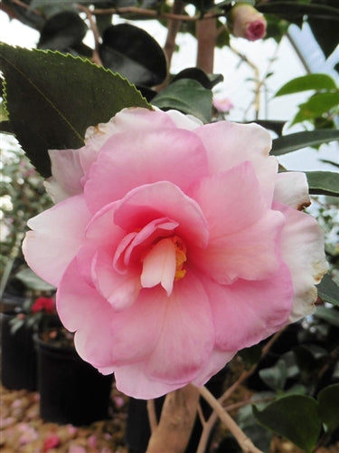 Camellia x 'Dream Weaver'