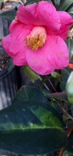 Camellia x williamsii 'Golden Spangles'