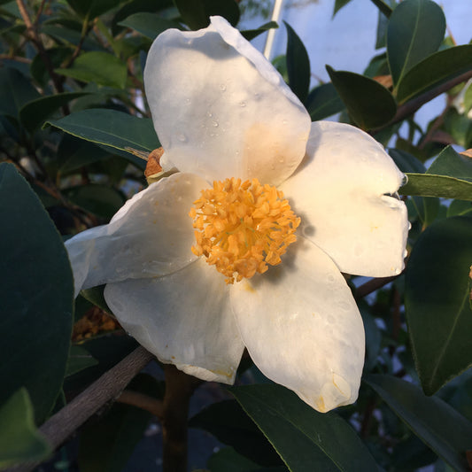 Camellia vietnamensis