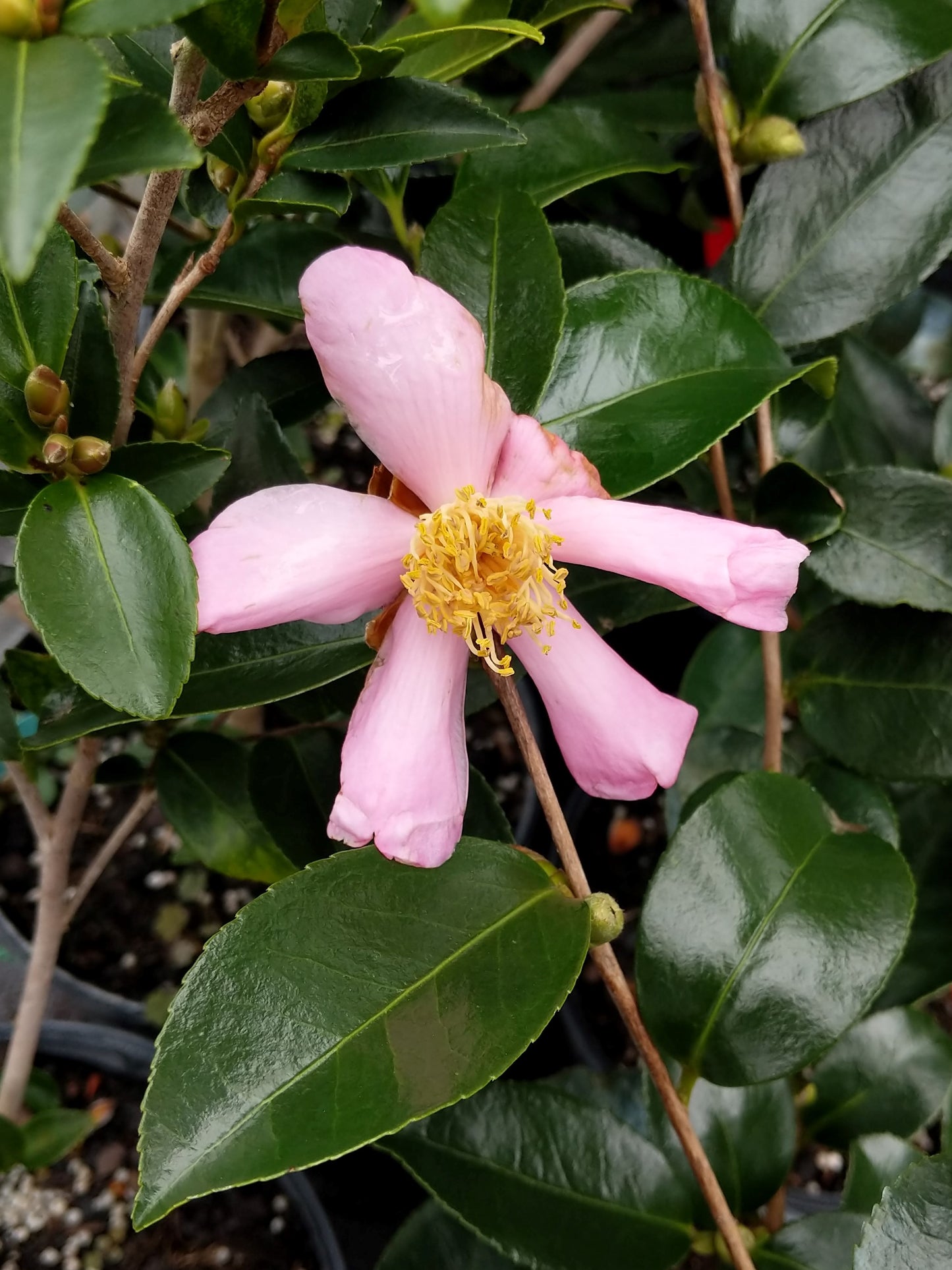 Camellia x 'Carolina Moonmist'