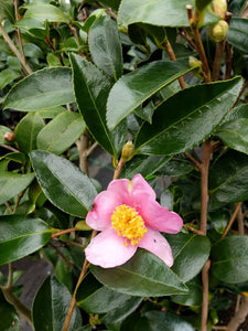 Camellia x 'Carolina Moonmist'