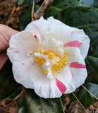 Camellia japonica 'Carol Lynn'