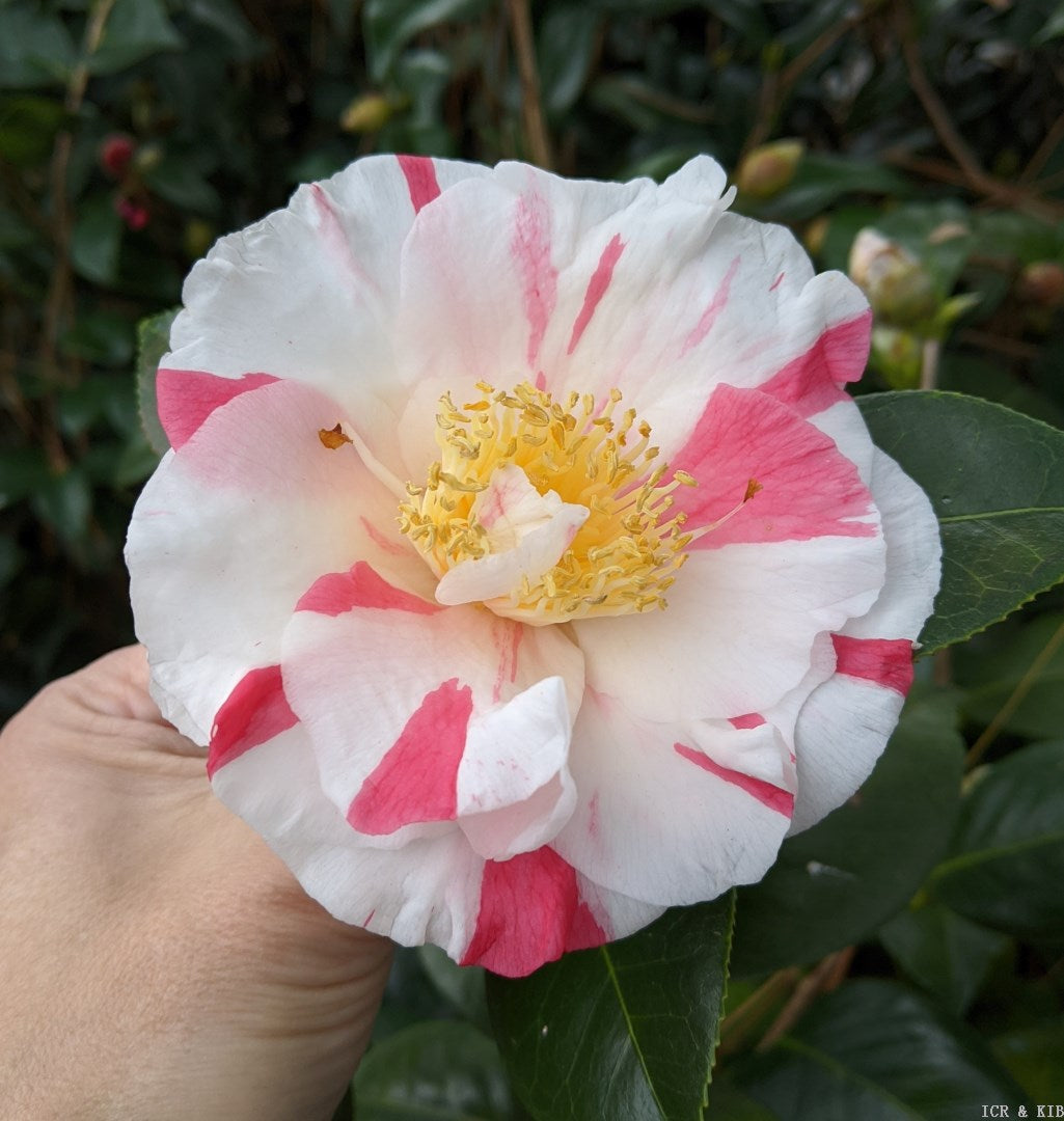 Camellia japonica 'Carol Lynn'