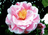 Camellia japonica 'Carter's Sunburst Blush'