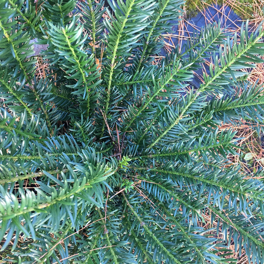 Cephalotaxus harringtonia 'Duke Gardens'