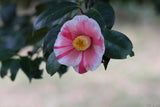 Camellia japonica 'Chiyoda-nishiki'