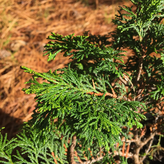 Chamaecyparis obtusa 'Well's Special'