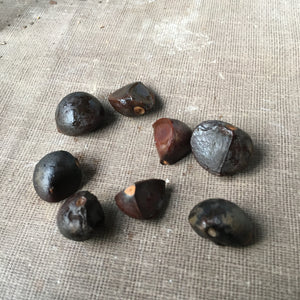 Camellia chekiangoleosa seeds