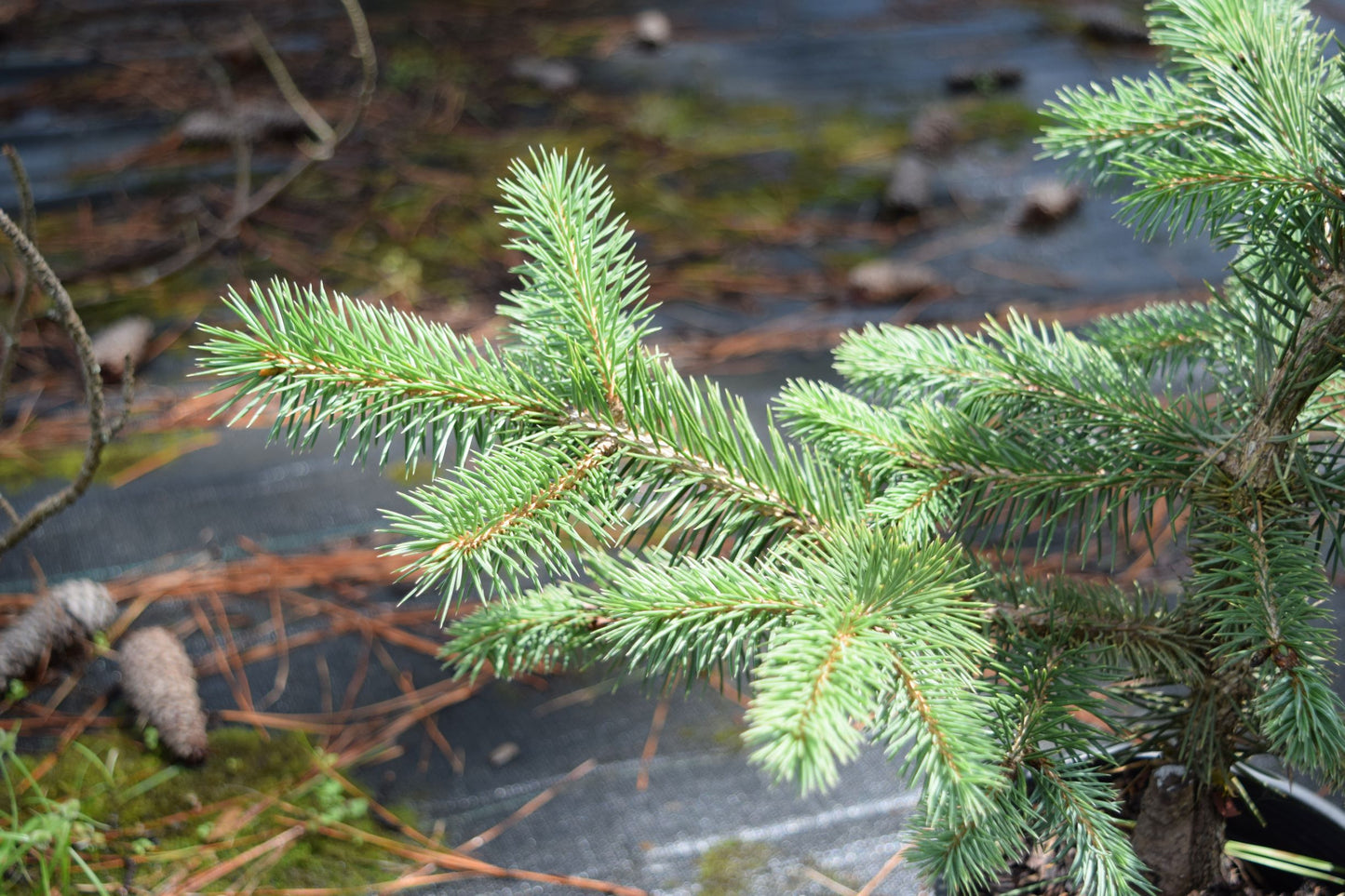 Picea chihuahuana