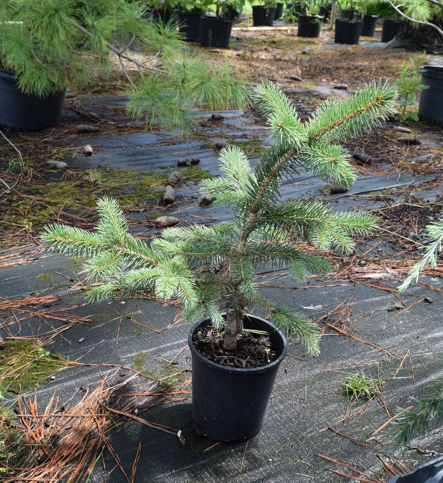 Picea chihuahuana