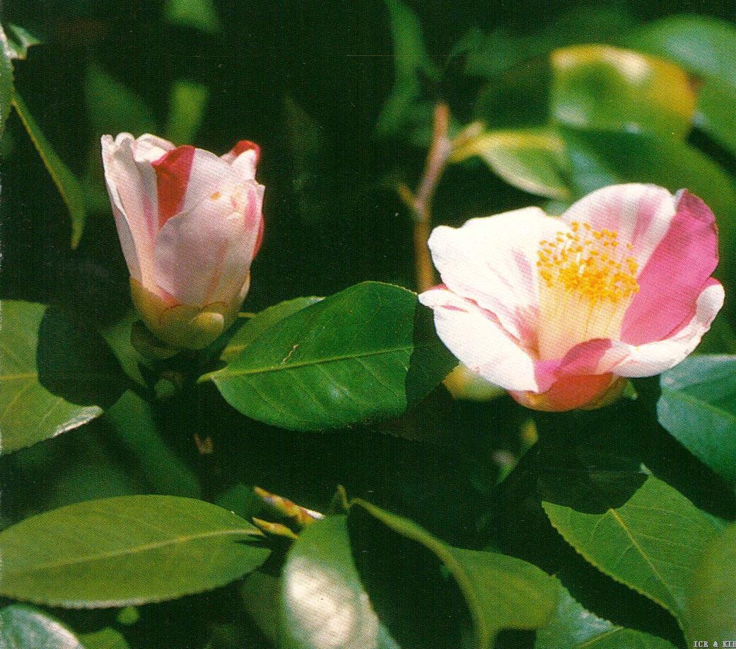 Camellia japonica 'Chiyoda-nishiki'