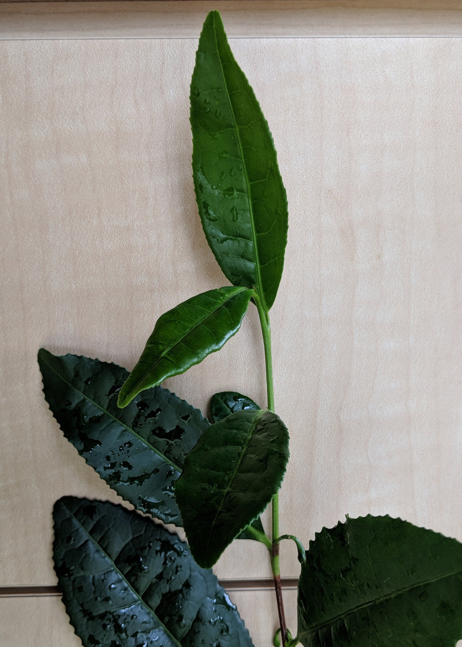 Camellia sinensis 'China' seeds at Camellia Forest Nursery