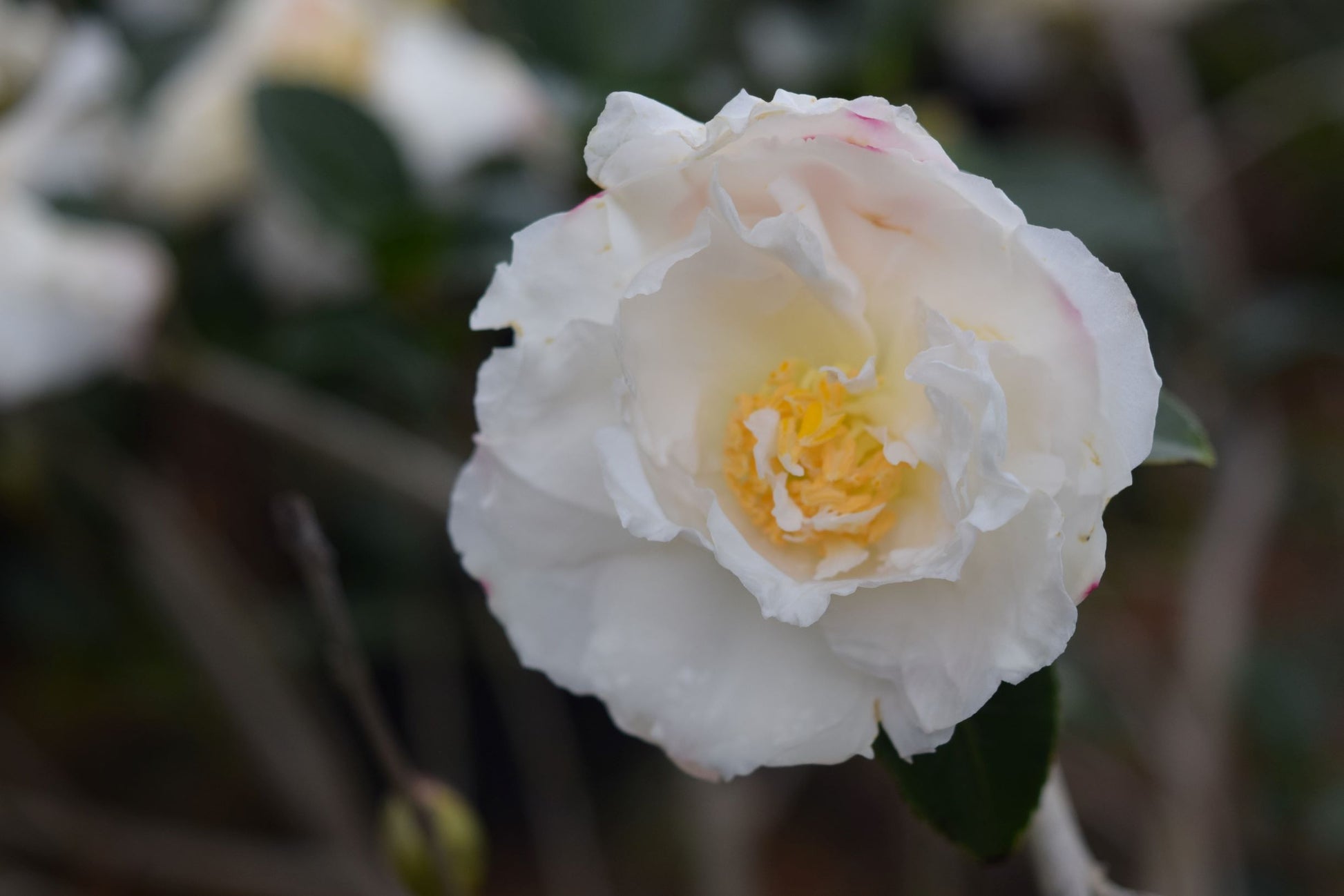 Camellia sasanqua 'Chisato-no-aki' at Camellia Forest Nursery