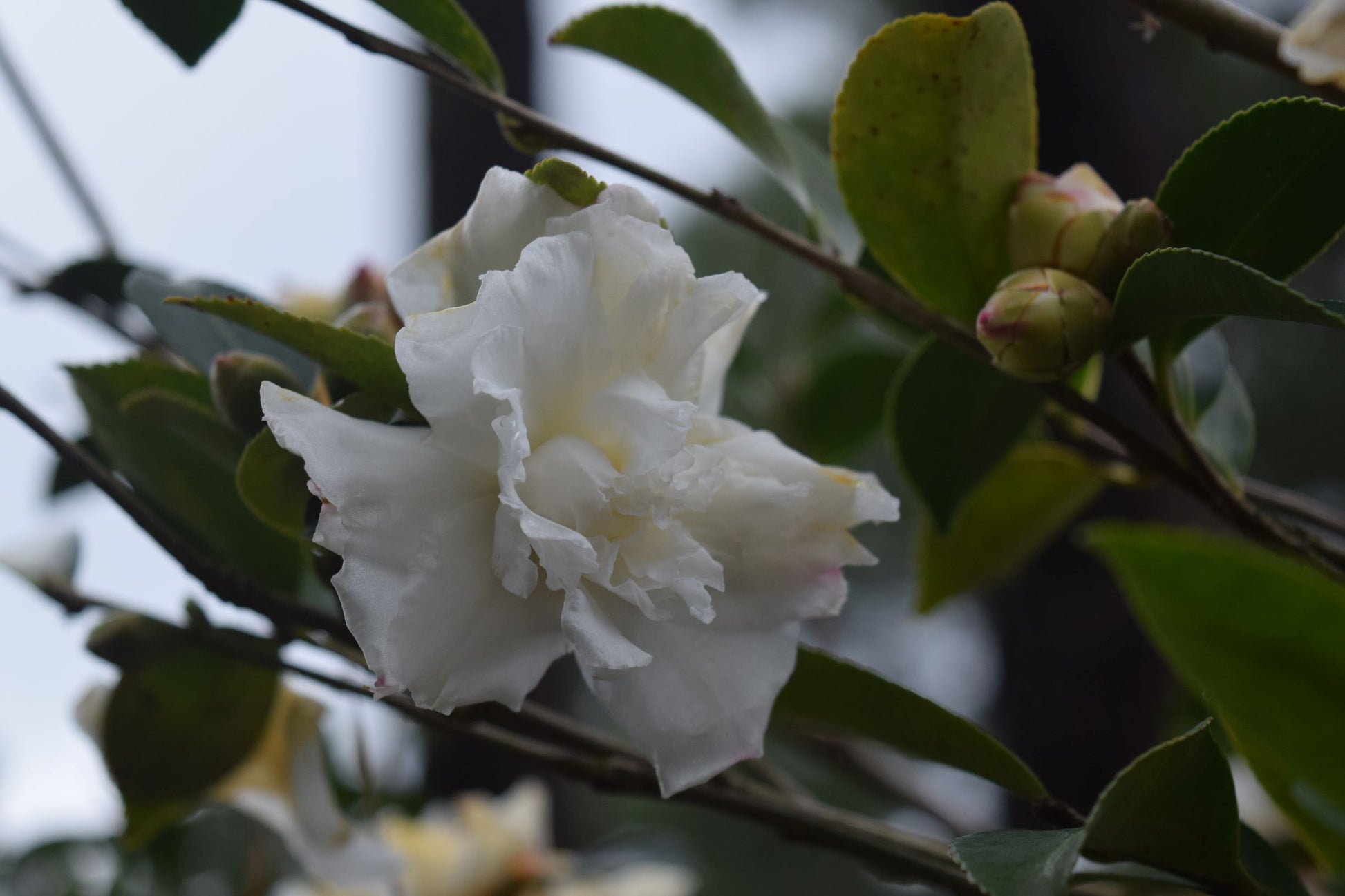 Camellia sasanqua 'Chisato-no-aki' at Camellia Forest Nursery