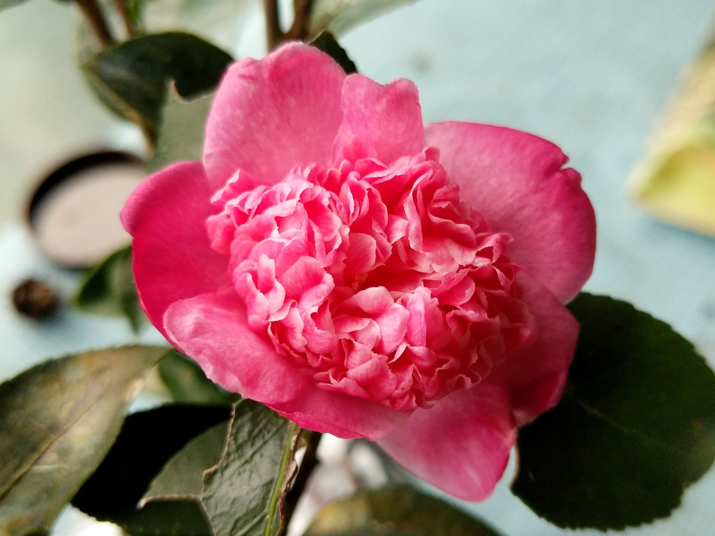 Camellia sasanqua 'Chojiguruma' at Camellia Forest Nursery.  Fall blooming, pink.