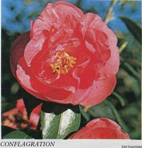 Camellia japonica 'Conflagration'