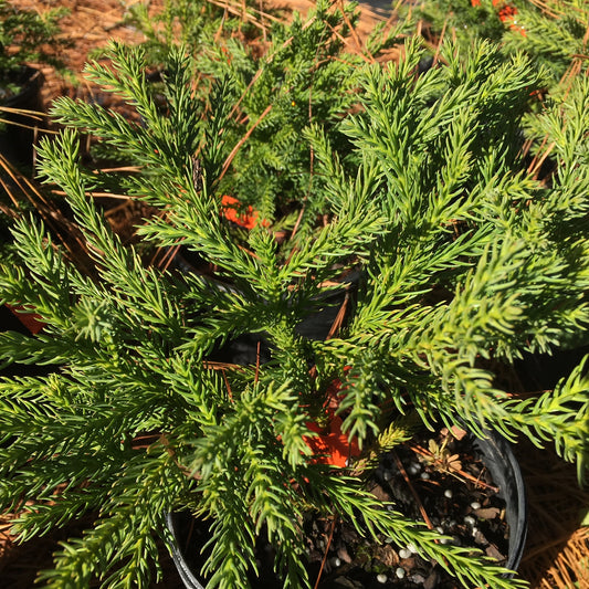 Cryptomeria japonica 'Globosa Nana'