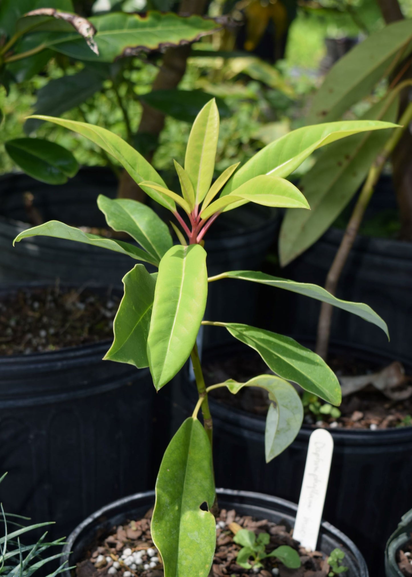 Daphniphyllum macropodum